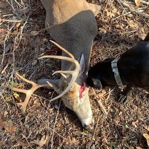 Meet your Posher, Doyle